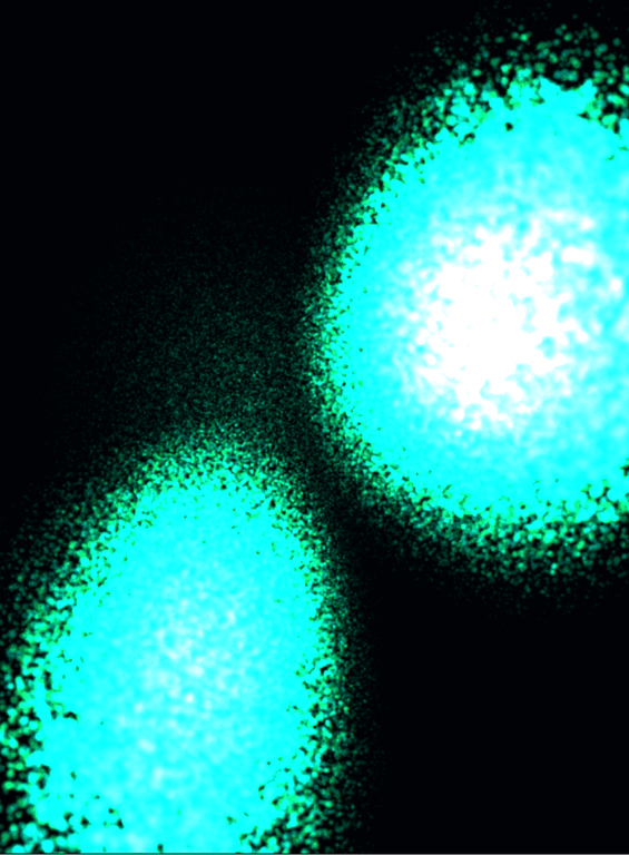 Biolum
